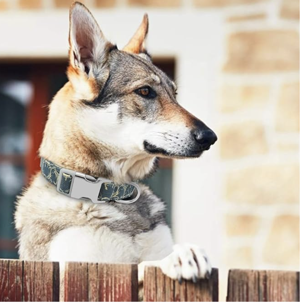 Collier personnalisé chien | PupTag™